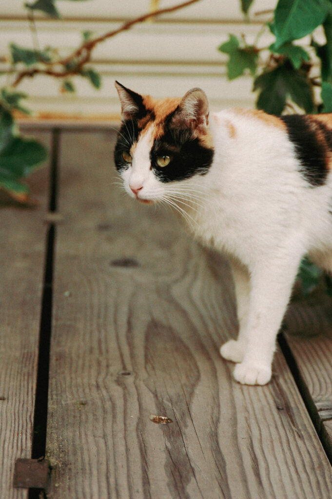 猫あつめ