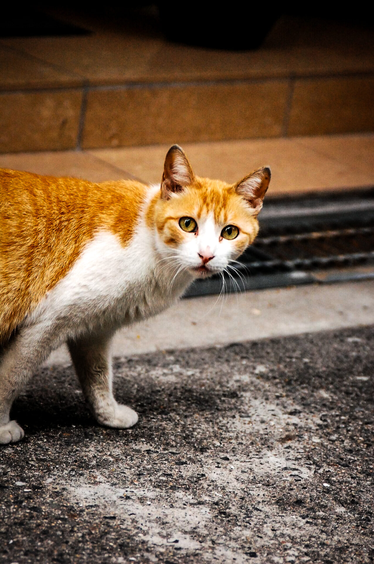 猫とマタニティグッズ